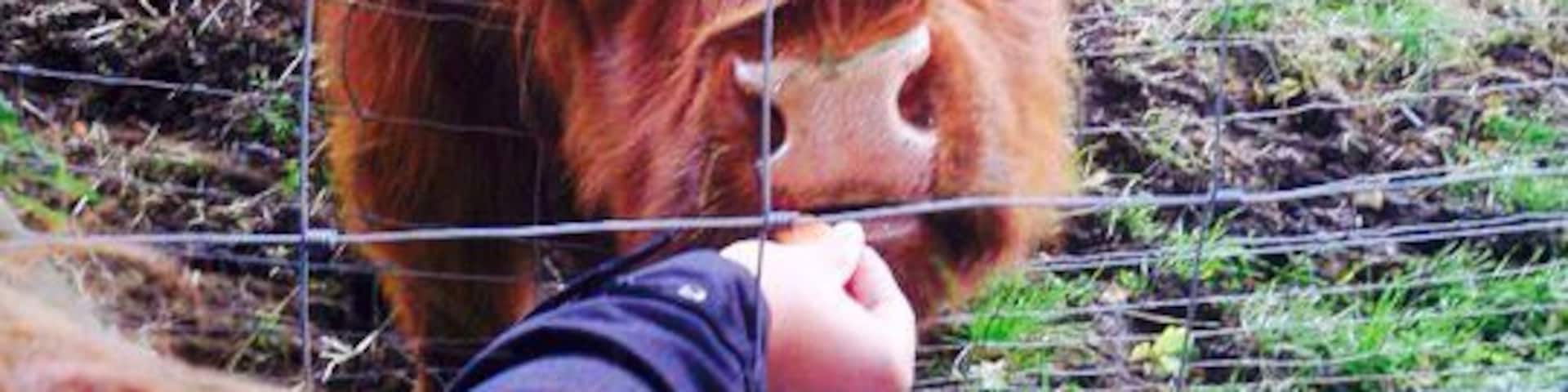 Dutch "Hairy Coo" cow in Scotland. #cutecreatures