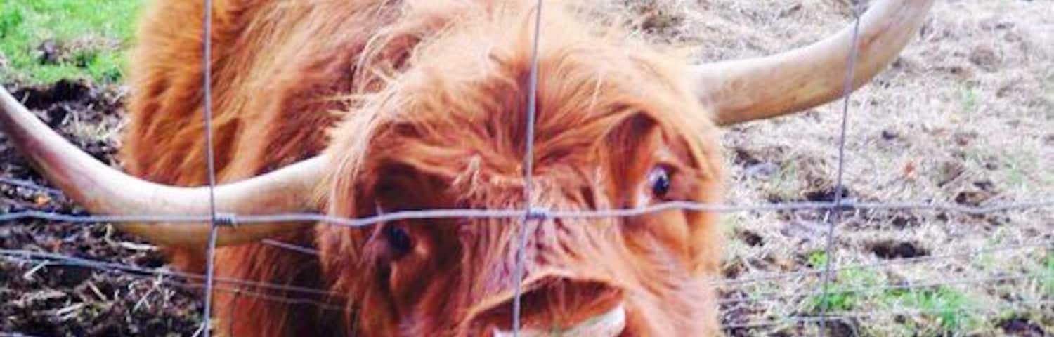 Dutch "Hairy Coo" cow in Scotland. #cutecreatures
