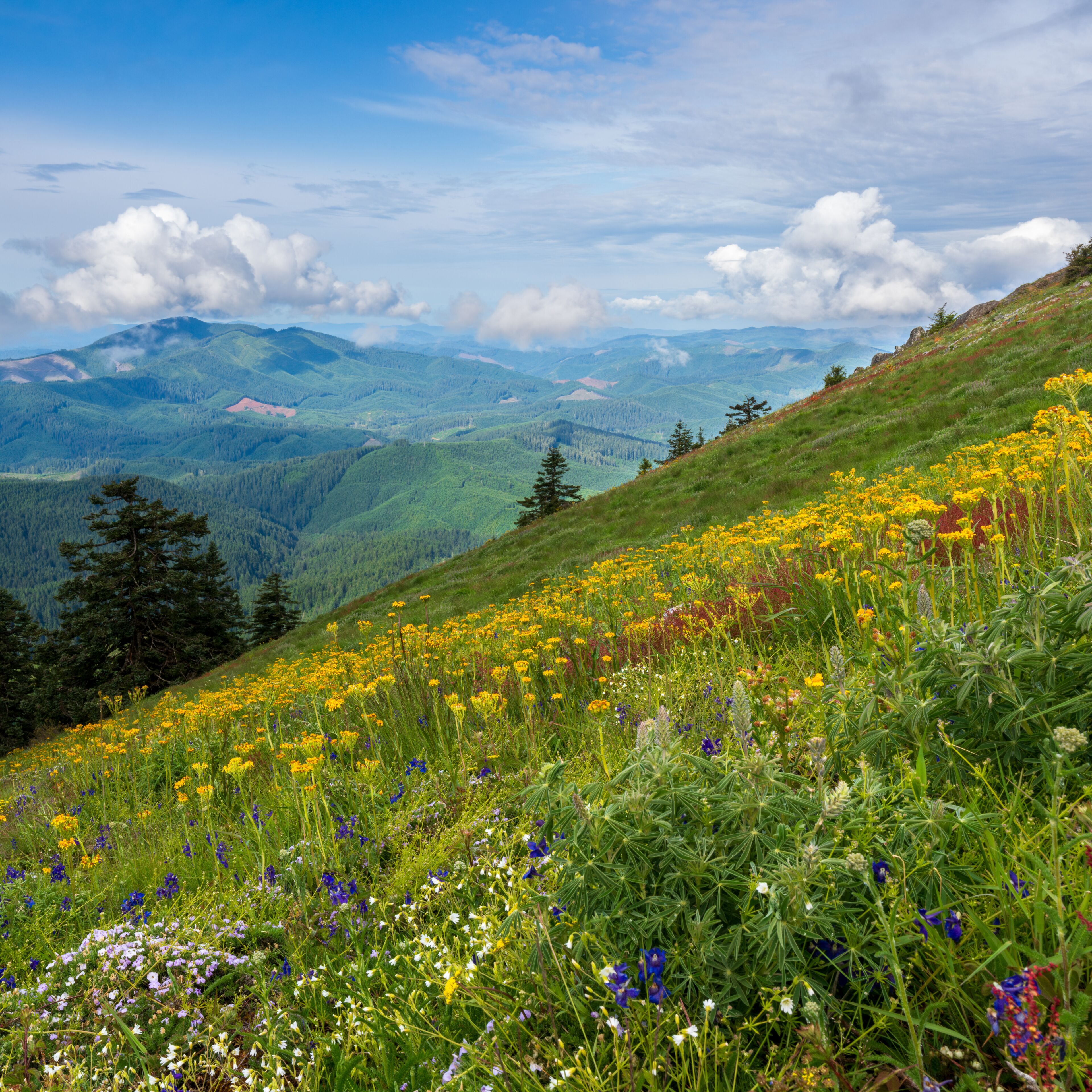 Wildflowers of Marys Peak, the highest point in the Oregon Coast Range.