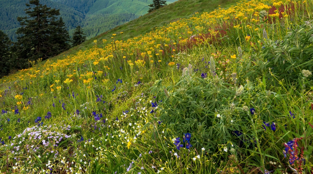 Wildflowers of Marys Peak, the highest point in the Oregon Coast Range.