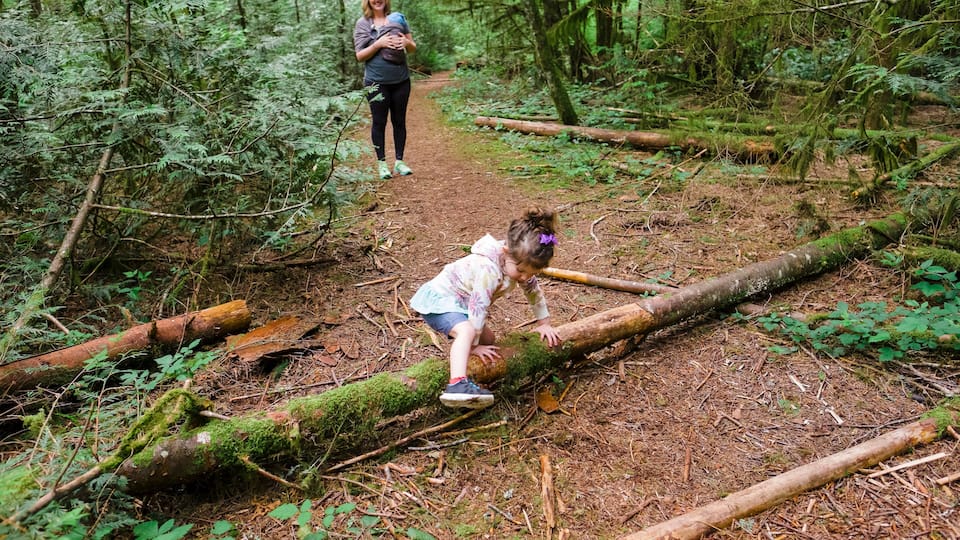 A forested area with a dirt path, fallen logs, and dense green foliage.