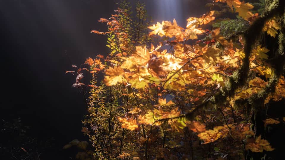 A waterfall surrounded by autumn foliage.