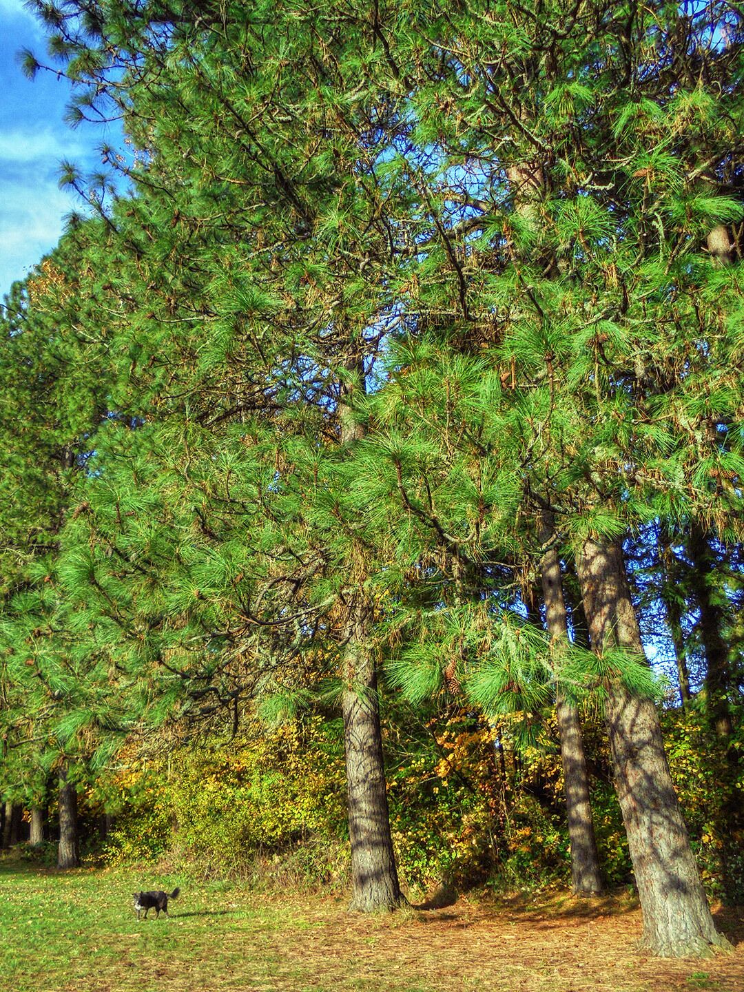 Willamette Park features a great "off leash" area for dogs, and multitude of hiking trails near the Willamette River.