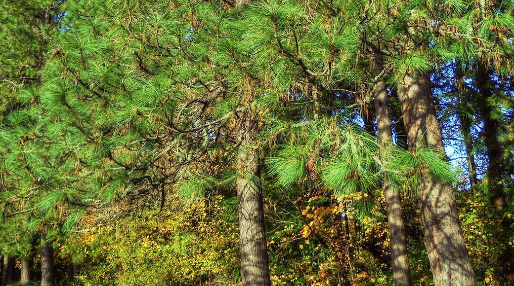 Willamette Park features a great "off leash" area for dogs, and multitude of hiking trails near the Willamette River.