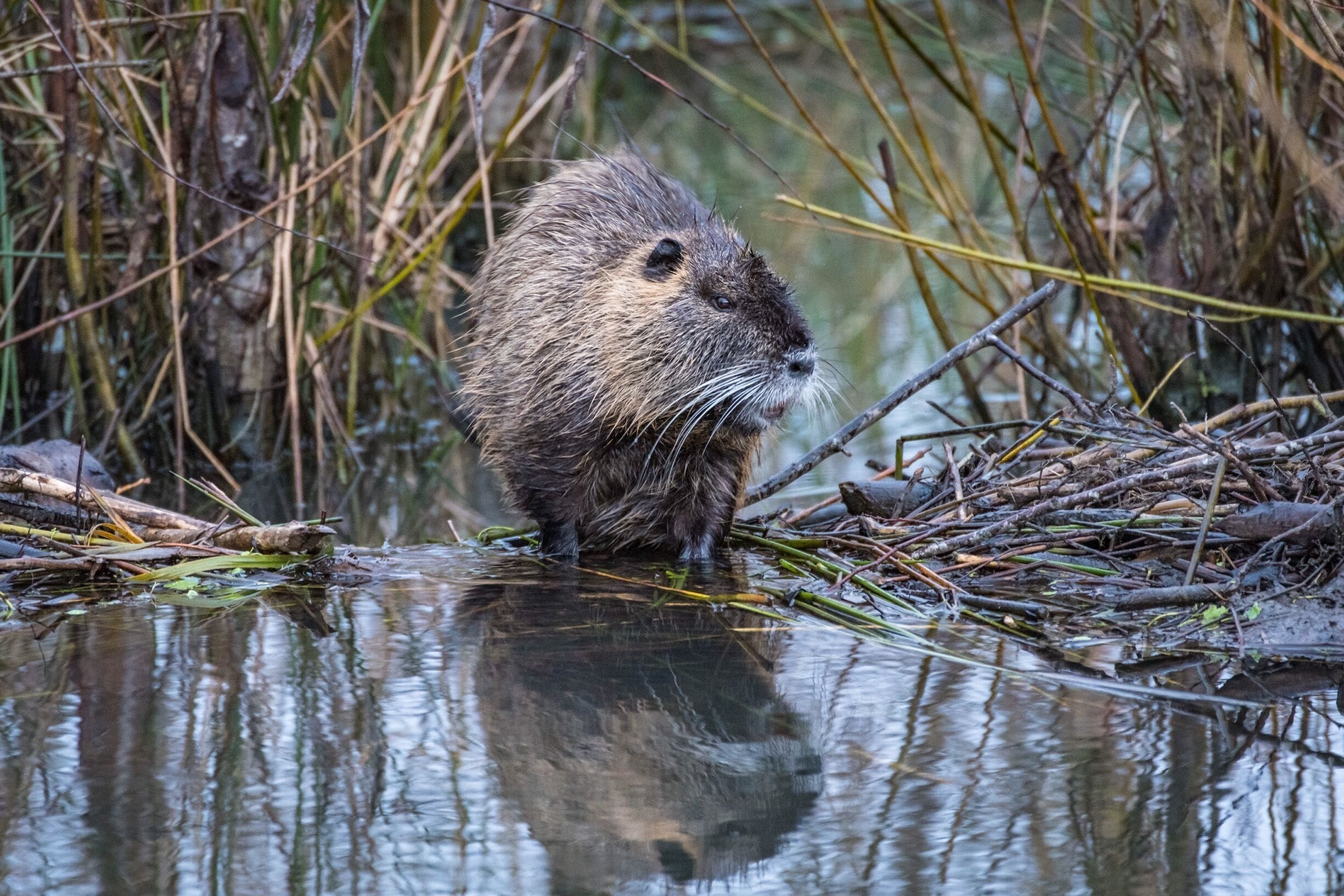 Nice little city park with a boardwalk through a wildlife area.
