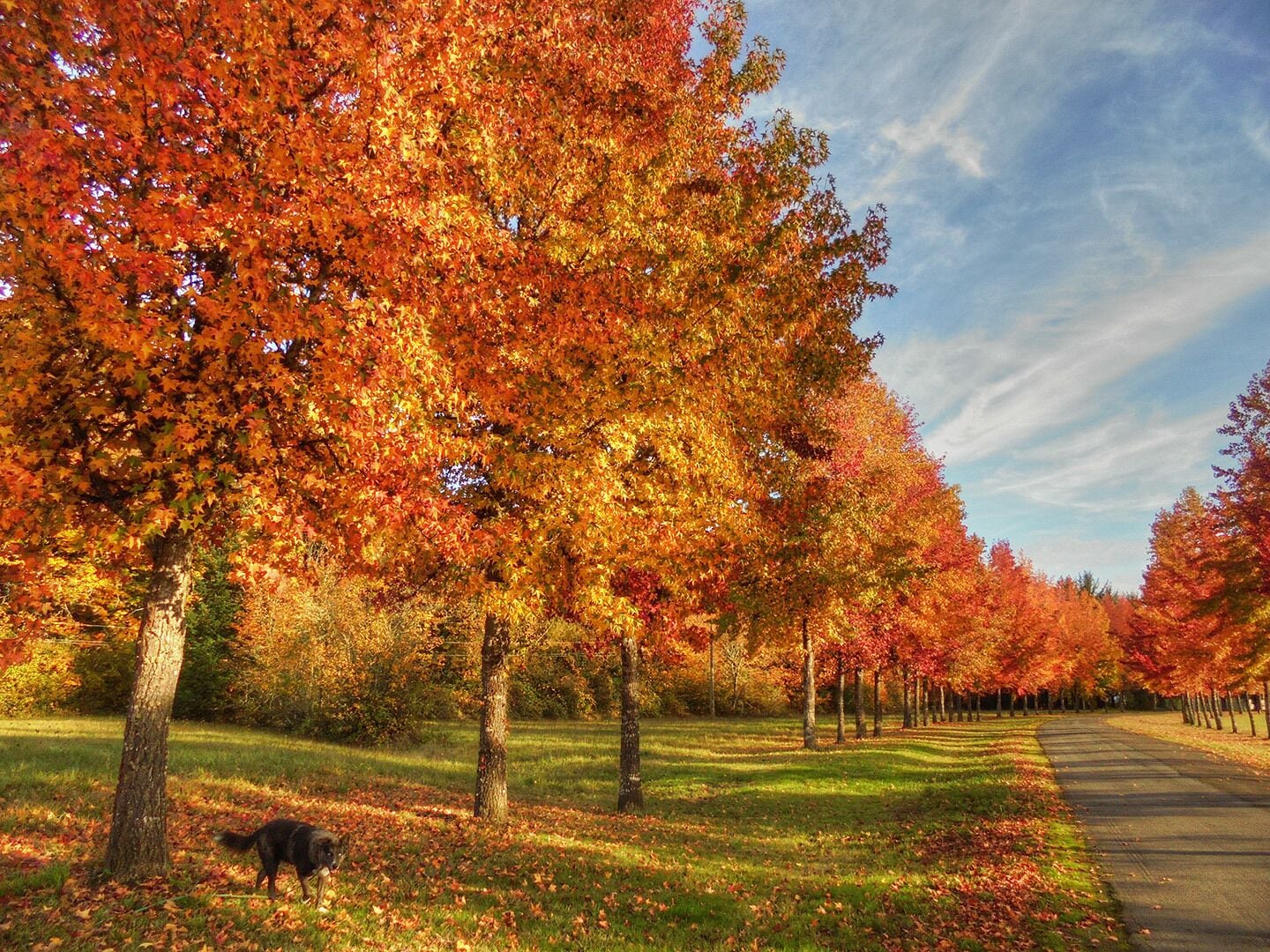 Maples glow in red autumn splendor along the roadway at Willamette Park.