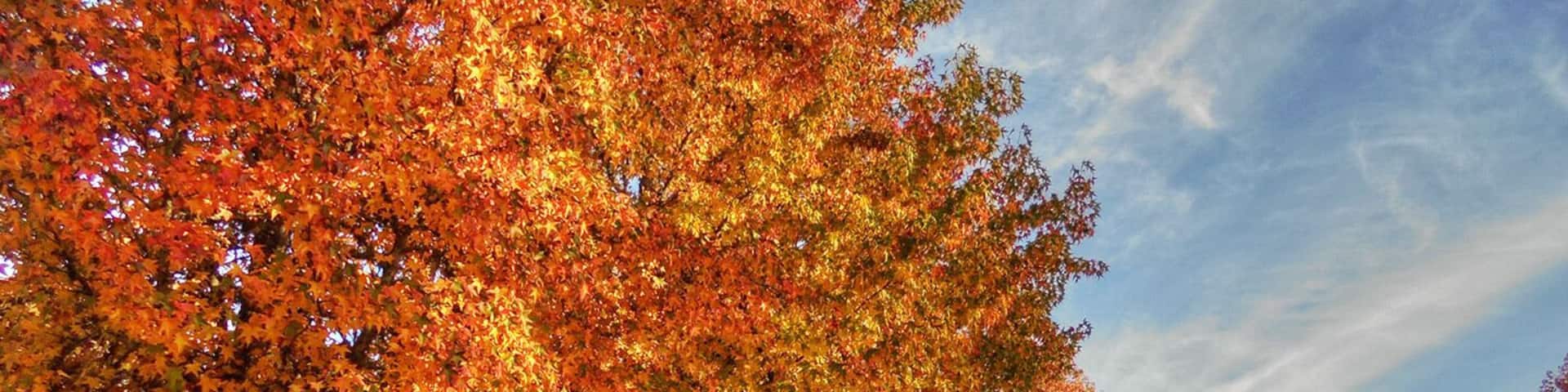 Maples glow in red autumn splendor along the roadway at Willamette Park.