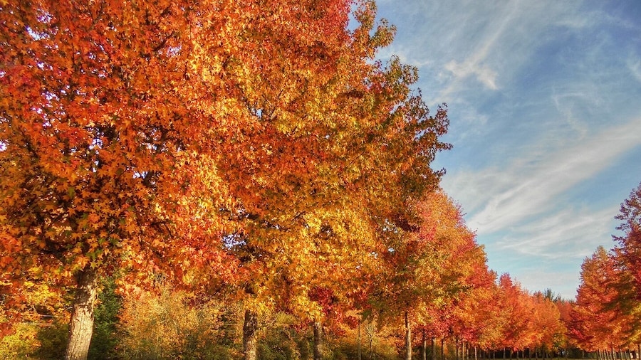 Maples glow in red autumn splendor along the roadway at Willamette Park.