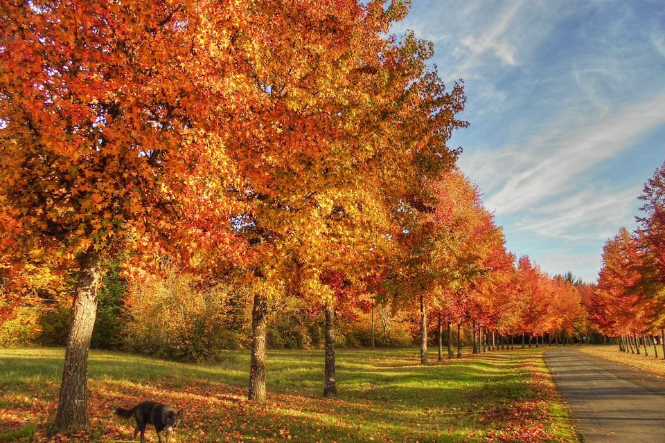 A park with trees displaying autumn foliage, a dog, and a paved path.