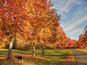 Maples glow in red autumn splendor along the roadway at Willamette Park.