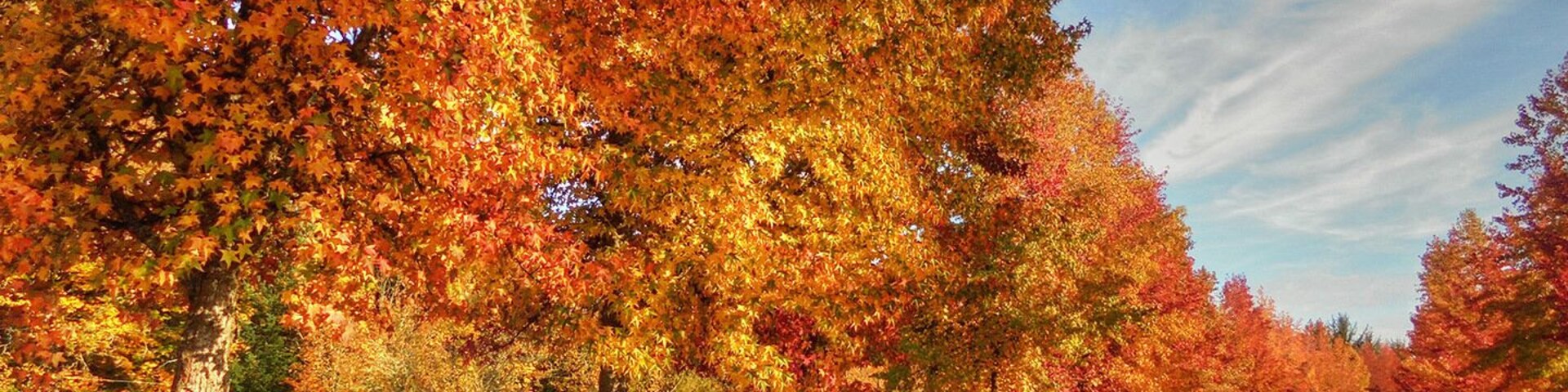 Maples glow in red autumn splendor along the roadway at Willamette Park.