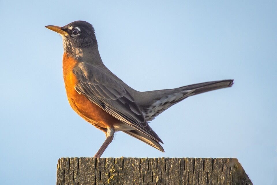 Nice little natural area provided by the city of Corvallis.  I’ve seen beavers and a variety of birds, including several kinds of hawks.