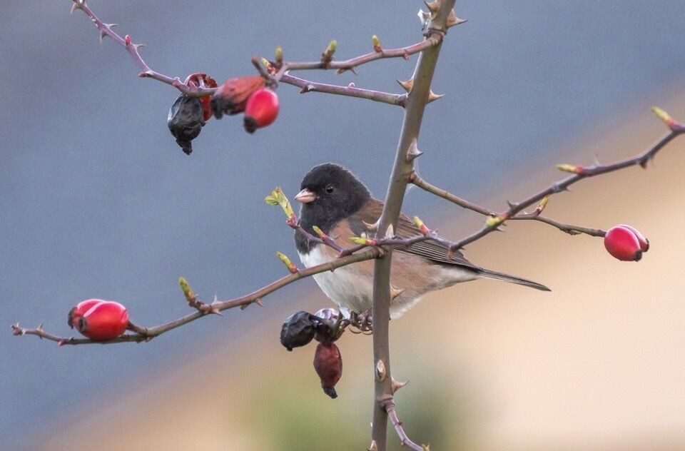 Jack, the dark-eyed Junco, says spring is near!