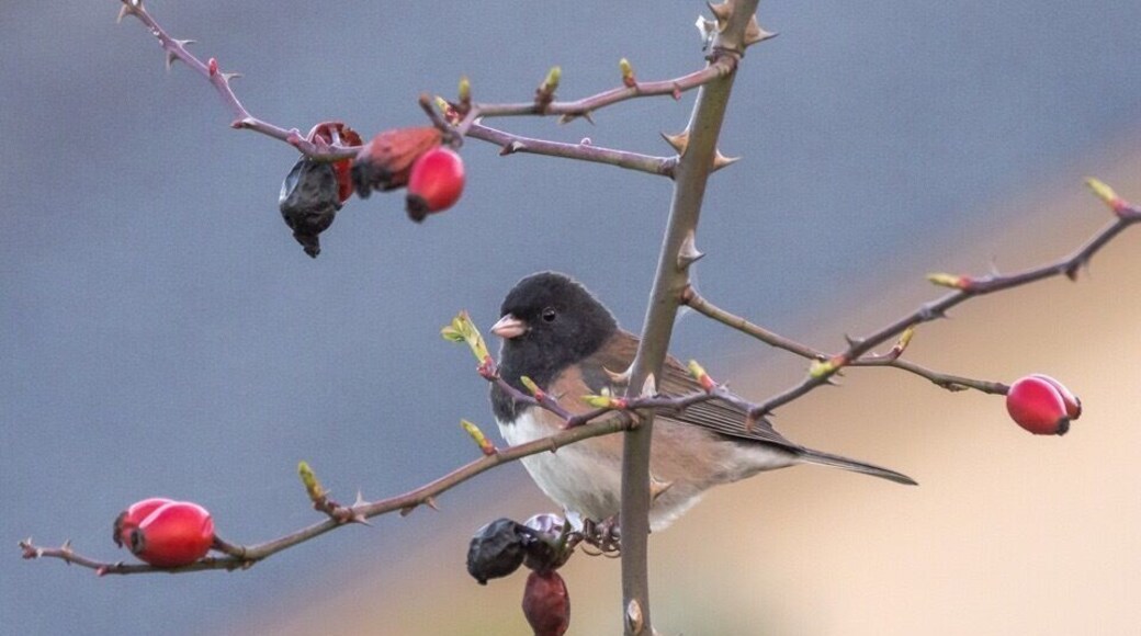 Jack, the dark-eyed Junco, says spring is near!