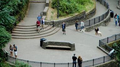 Mt. Hood - Columbia River Gorge showing a garden