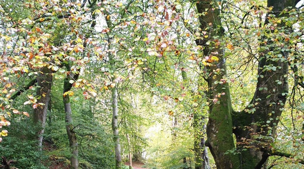 Autumn is in full pelt