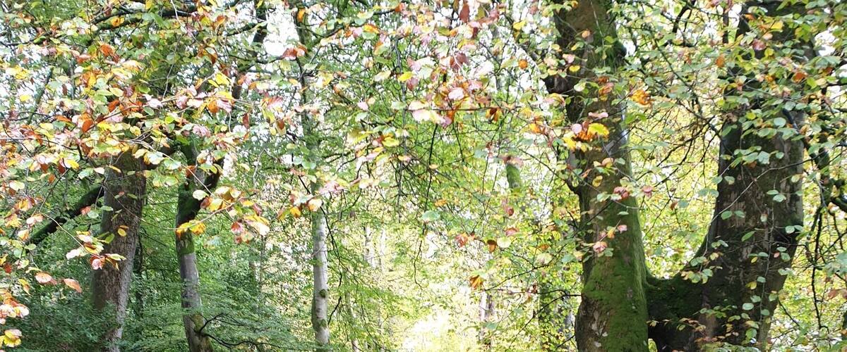 Autumn is in full pelt