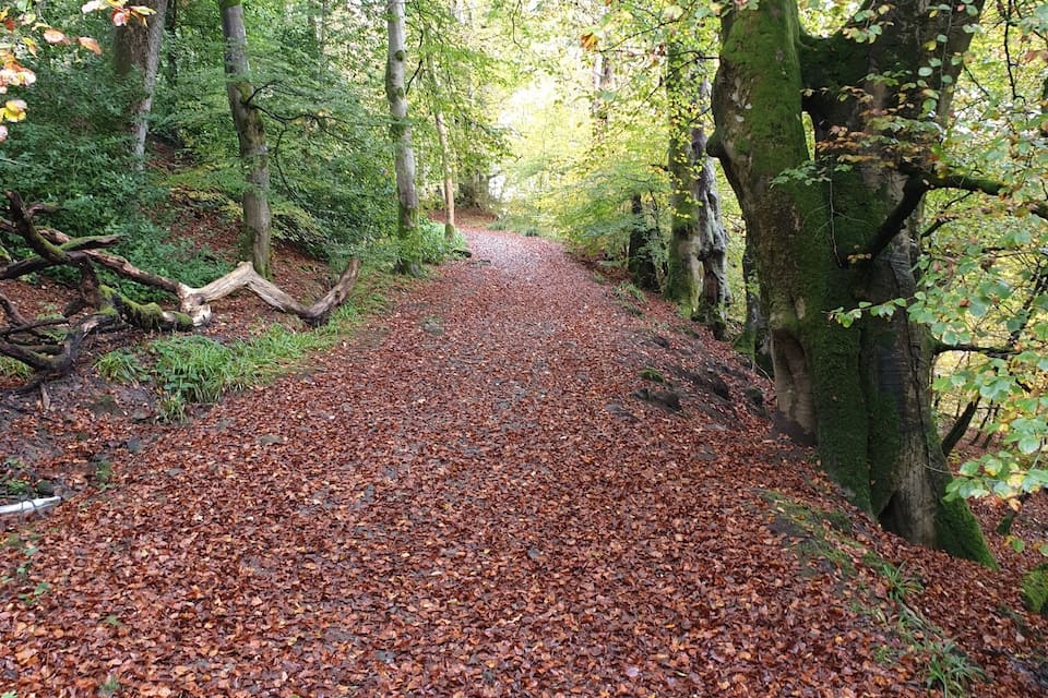A forest path covered with fallen leaves.