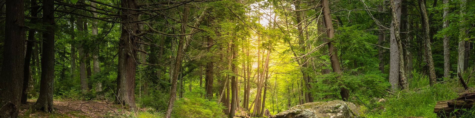 Dingman's Creek at George W. Childs State Forest Park in Dingman's Ferry, PA on a sunny summer day