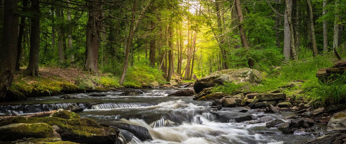 A fast-flowing river in a dense forest with sunlight filtering through the trees.