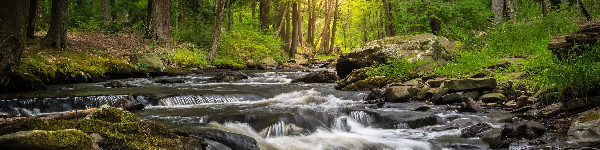 A fast-flowing river in a dense forest with sunlight filtering through the trees.