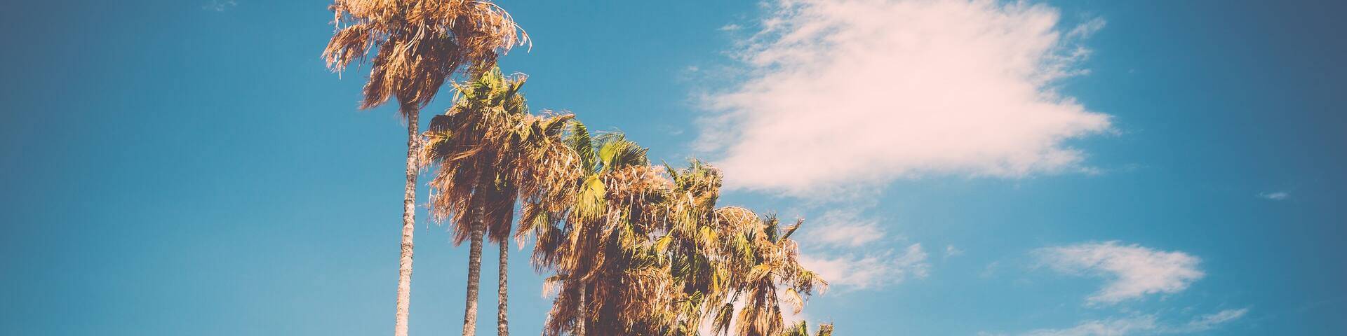 Tall palms on Promenade de la Croisette in Cannes, France.