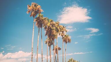 Tall palms on Promenade de la Croisette in Cannes, France.