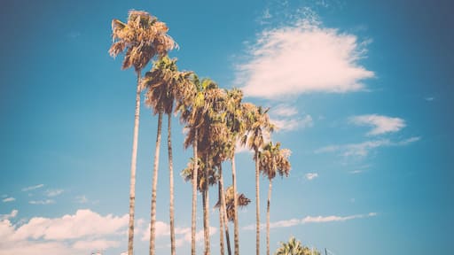 Tall palms on Promenade de la Croisette in Cannes, France.