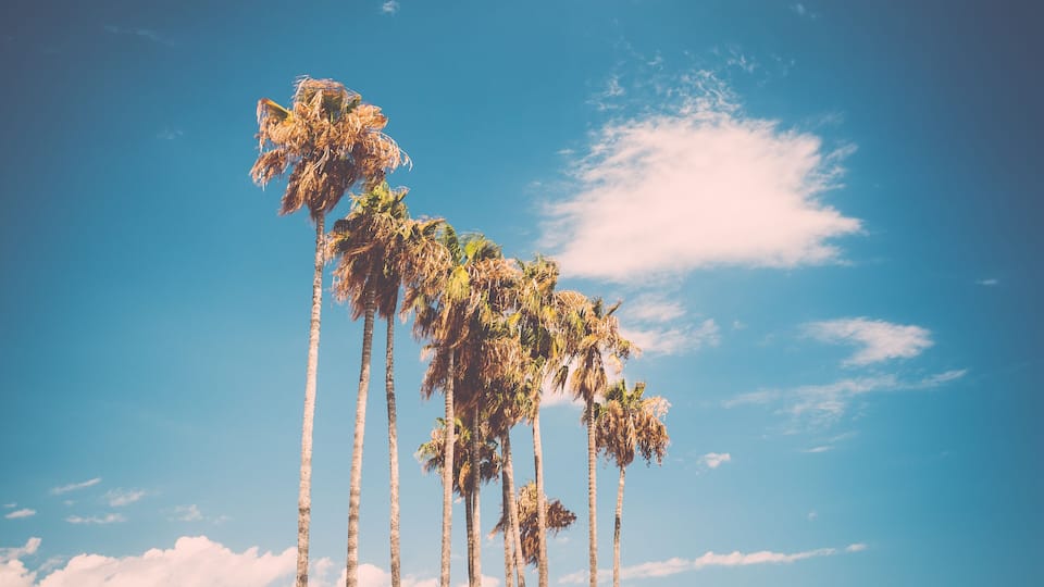Tall palm trees against a clear blue sky.
