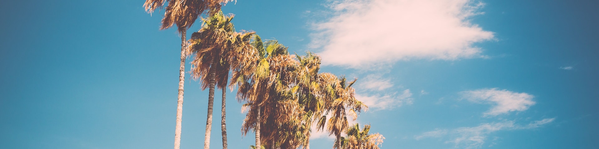 Tall palms on Promenade de la Croisette in Cannes, France.