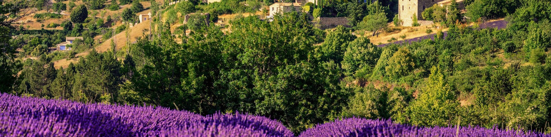Aurel town and lavender fields in Provence, France