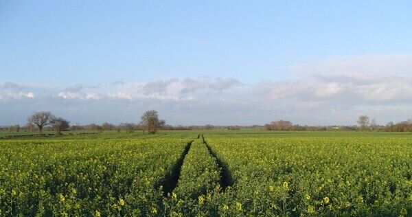 Oilseed Rape, Wistow. Looking NE towards Marsh Lane. On a clear day you can see the Yorkshire Wolds at Garrowby 20 miles away.