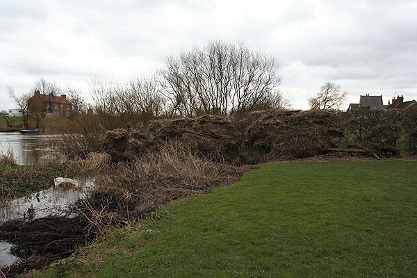 River Ouse Driftwood caught in hedge showing recent height of river.