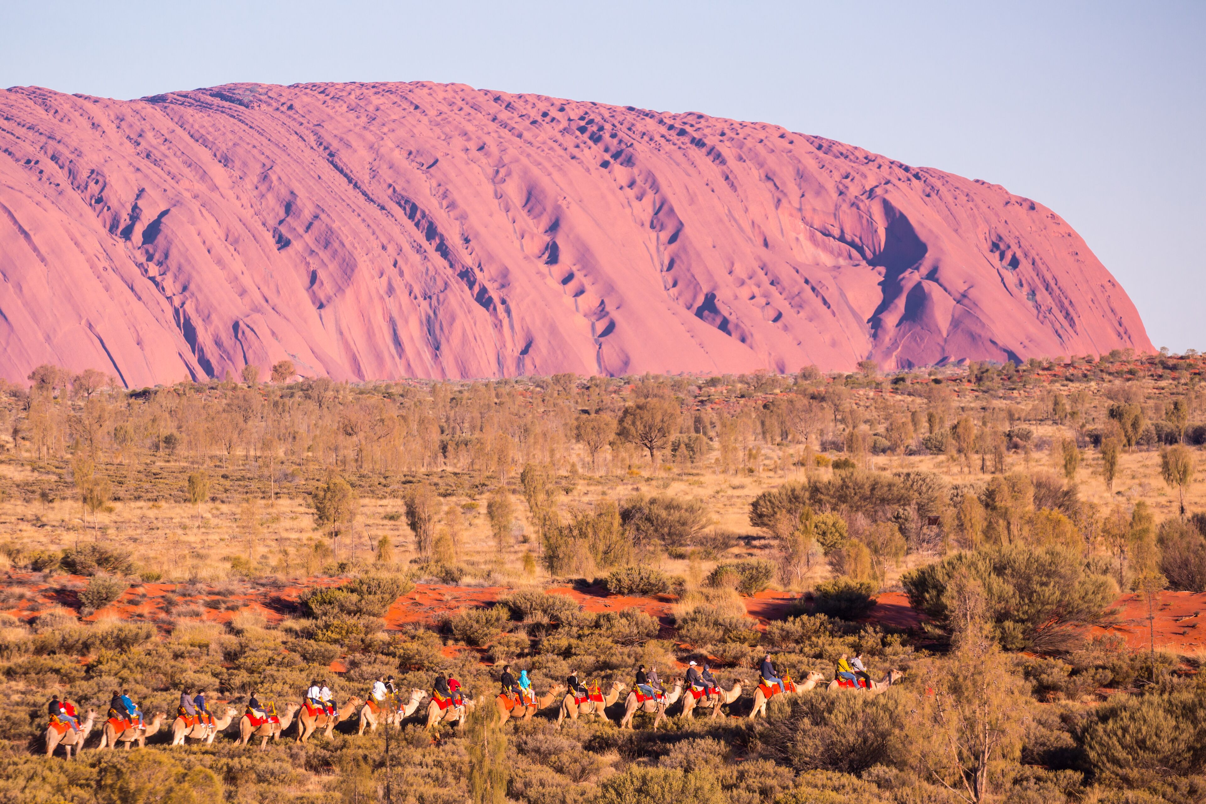 Majestic Uluru and a camel tour on a clear winter's evening sunset in the Northern Territory, Australia; Shutterstock ID 367034735; Purchase Order: -