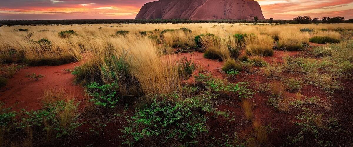 I photographed Uluru over six times while I was on my trip there last year, literally every sunrise and sunset. This particular one was my last shot which is my favourite over every other I have taken there. That morning the weather was cloudy, so I was hesitating if I should go or not, to get one last photo of the most iconic location in Australia. Although the sky was dull and boring when I arrived there and I thought it wouldn't get any better, explosions of colours happened just after the sun appeared on the horizon. Then, I was sure this is the one 👌.
I hope you like it.
Please feel free to share if you like it and don’t forget to like my page or follow me on Instagram to stay tuned for more updates.
More details about my work:
Instagram: https://www.instagram.com/aleksandar_trpkovski/
Facebook: https://www.facebook.com/AlexTrpkovski/
Website: www.AleksTrpkovski.com