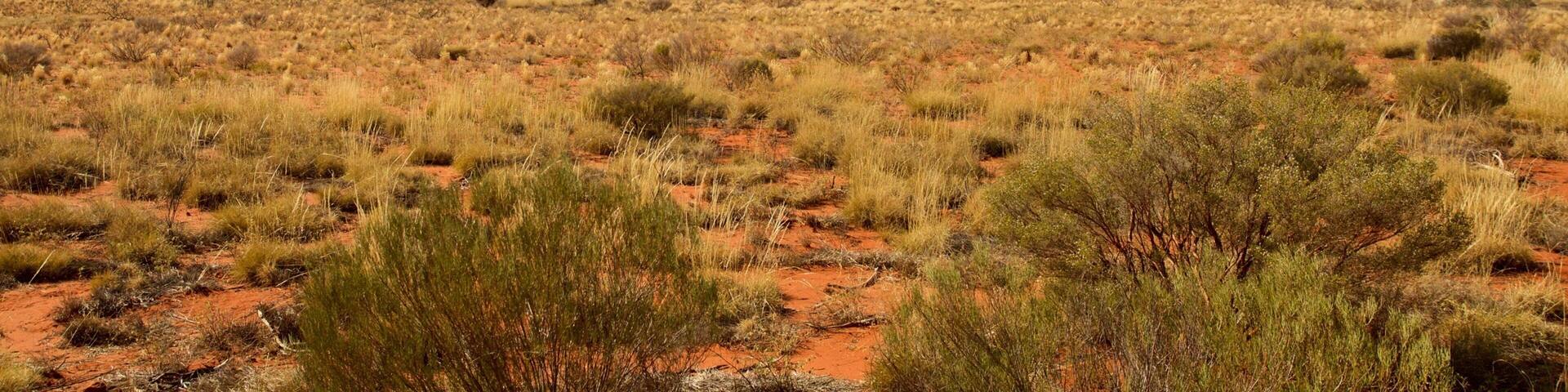Uluru showing landscape views and desert views