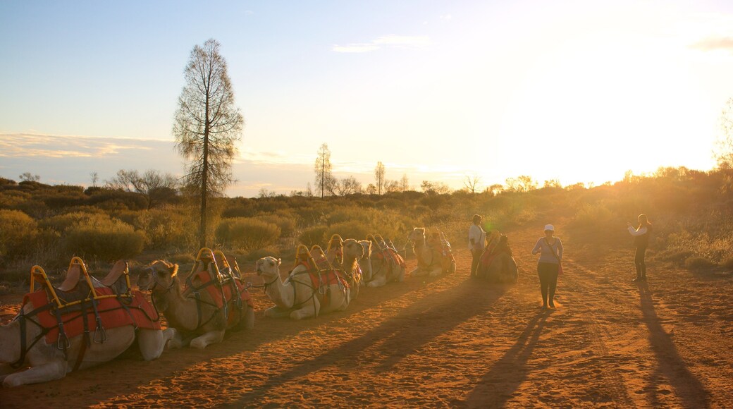 Uluru-Kata Tjuta National Park showing desert views and land animals as well as a small group of people