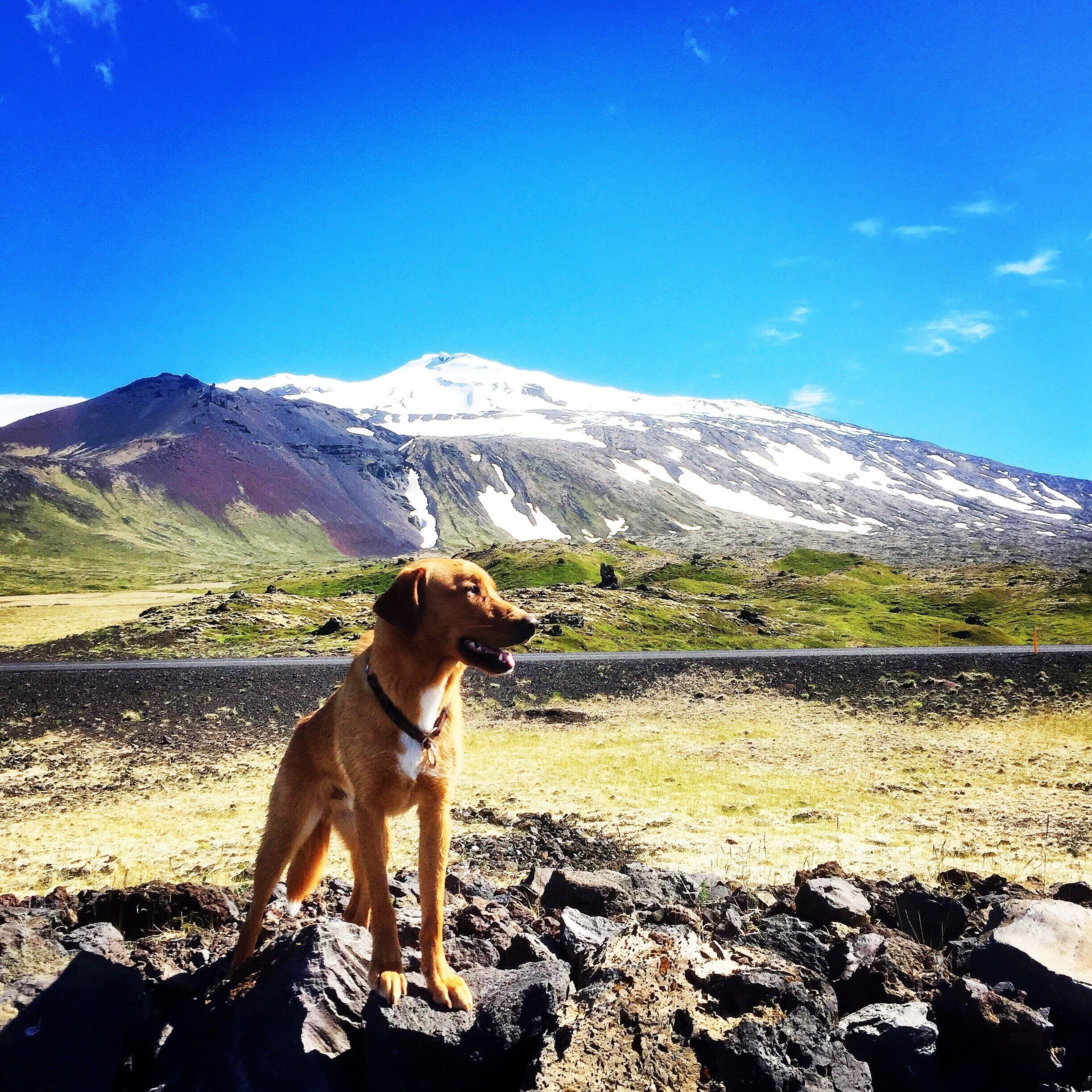 A dog sitting on rocks with a mountain in the background.