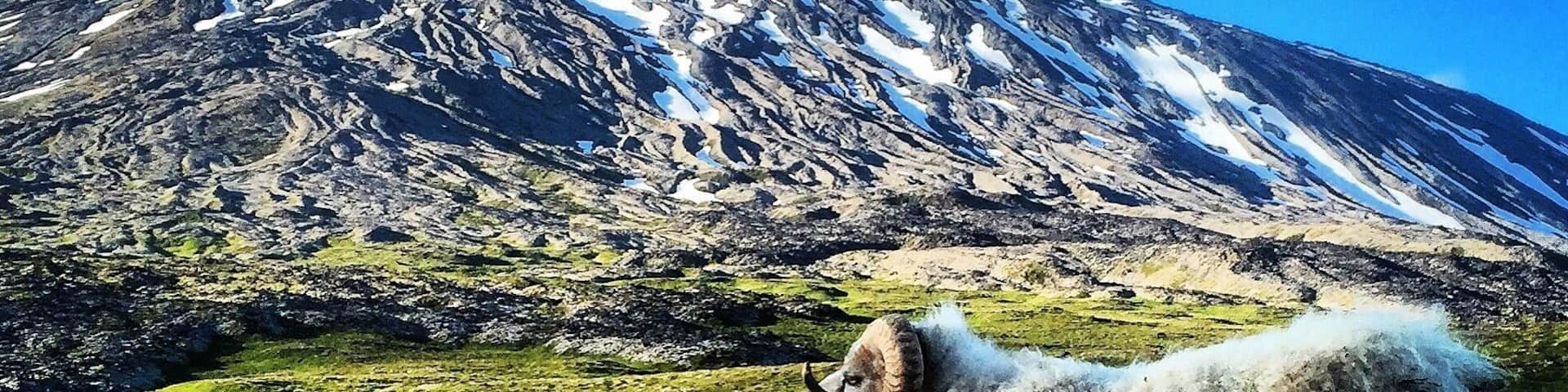 I meet this ram tonight, I took a roadtrip to Snæfellsnes, looking at the glacier Snæfellsjökull 🐏😊☀️
