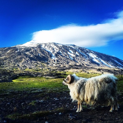 I meet this ram tonight, I took a roadtrip to Snæfellsnes, looking at the glacier Snæfellsjökull 🐏😊☀️