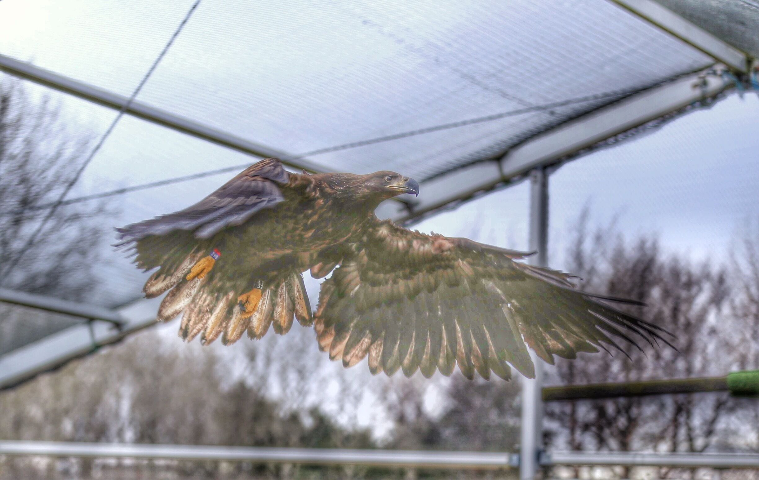 Assa getting in shape 👍🏻😍😍 I am super happy how well she is doing, I think she will be released very very soon 😊👍🏻