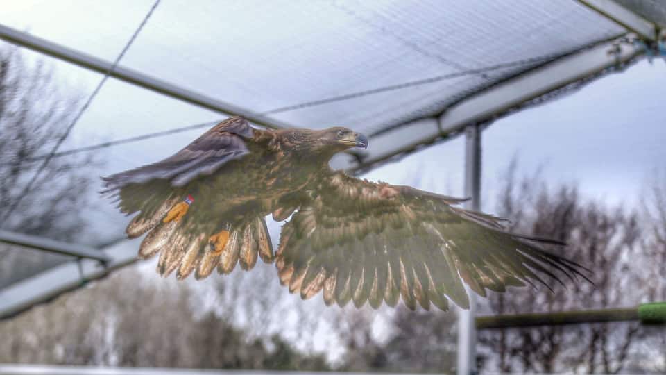 Assa getting in shape 👍🏻😍😍 I am super happy how well she is doing, I think she will be released very very soon 😊👍🏻