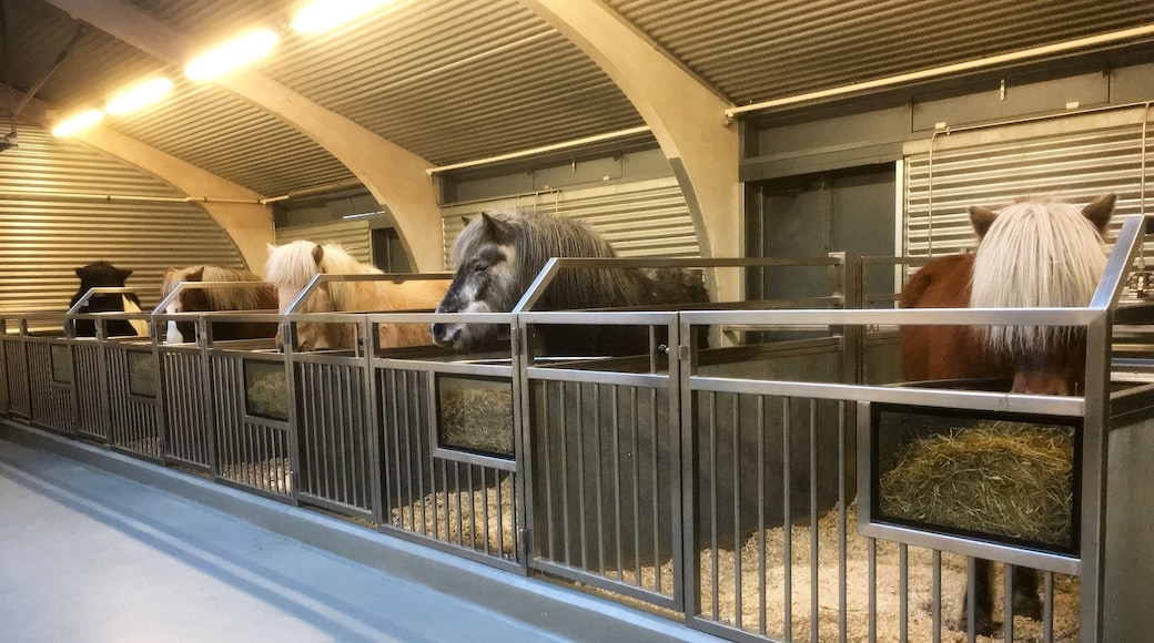 Photo from our stable and our horses 🐴 Gola, Orka, Dagur, Djarfur and Blævar 😍
#icelandichorses