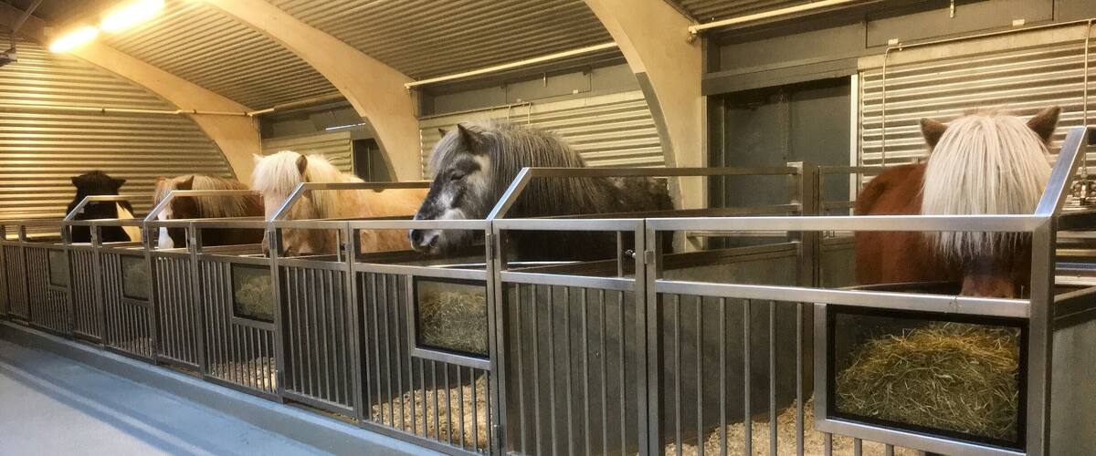 Photo from our stable and our horses 🐴 Gola, Orka, Dagur, Djarfur and Blævar 😍 
#icelandichorses