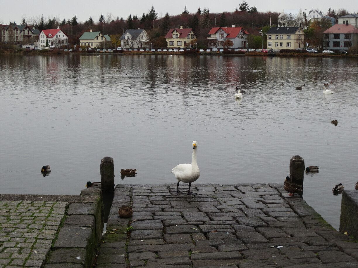 The various birds in the pond near city hall are beautiful, but don't feed them. They can be rather aggressive, and some are quite tall!