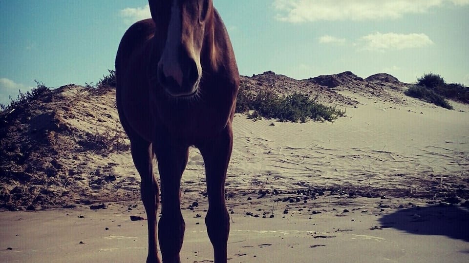 freedom, beach, cuuuuute