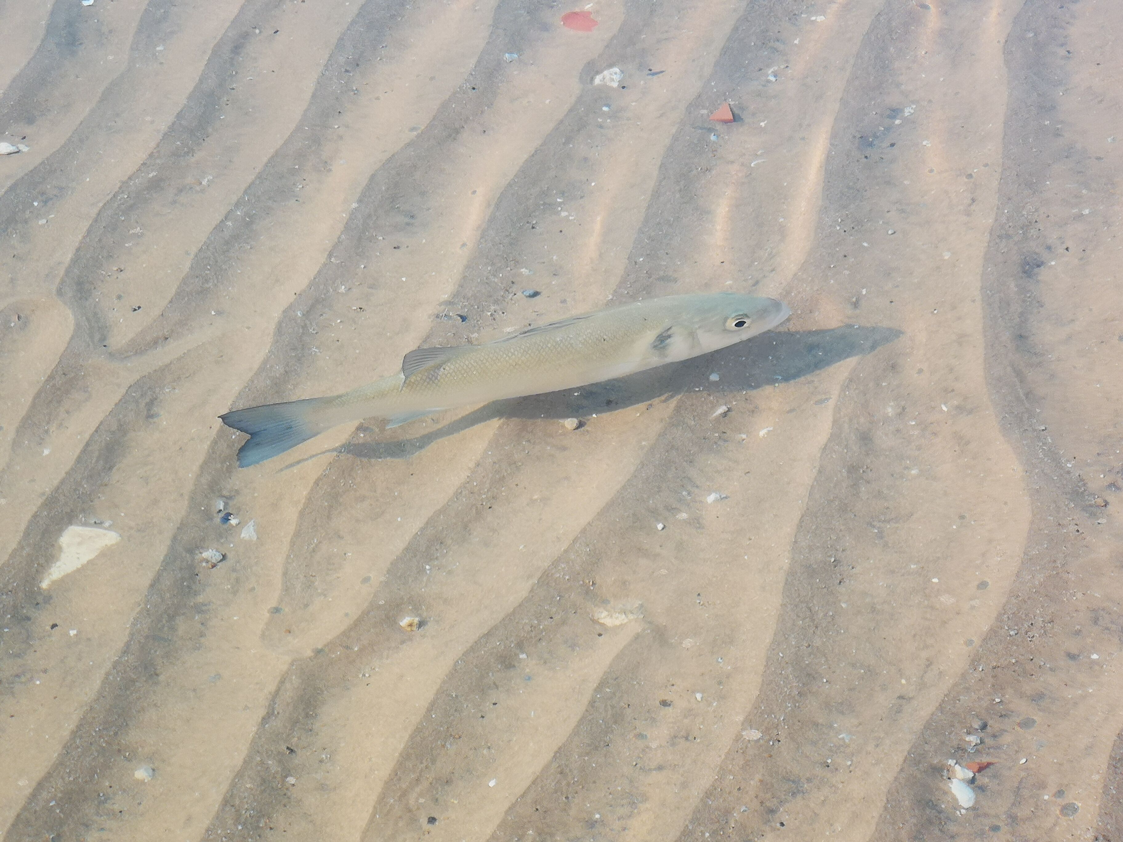 Early in the morning you can find nice fish near the beach....