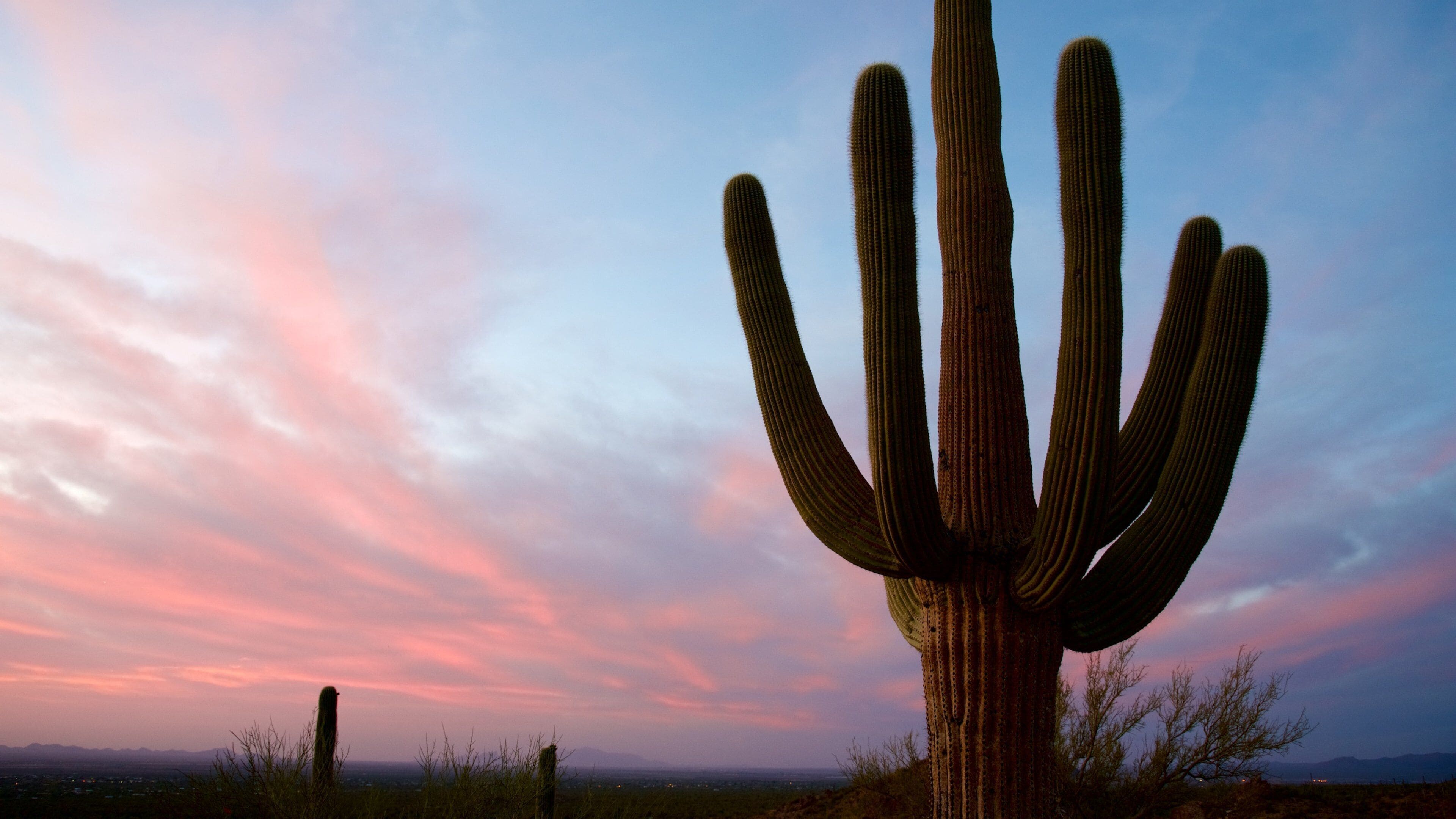 Saguaro National Park featuring desert views and a sunset
