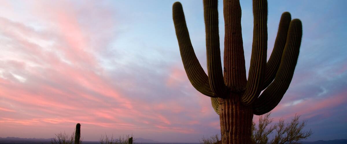 Saguaro National Park featuring desert views and a sunset