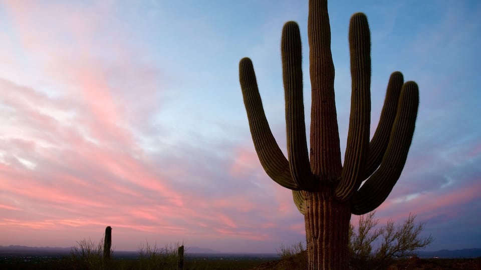 A large saguaro cactus with multiple arms against a sunset sky.